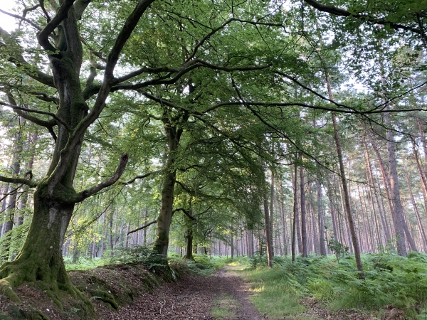 Nous sommes sur un ancien chemin frontière de la forêt royale. Nous sommes côté forêt. De l'autre côté du talus, se trouvait la Pâture du Mort, qui est devenue à l'ouest la forêt communale de St-Nicolas-de-Bliquetuit, et à l'est la forêt communale de ND-de-Bliquetuit.