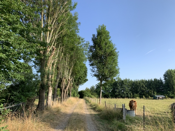 Nous retrouvons le Chemin du Roi. Nous n'irons pas cette fois-ci en bord de Seine. Pour ça, voir l'autre randonnée à ND-de-Bliquetuit.