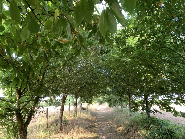 Nous rentrons dans la Maison du Parc par un deuxième chemin qui la relie au Chemin du Roi.