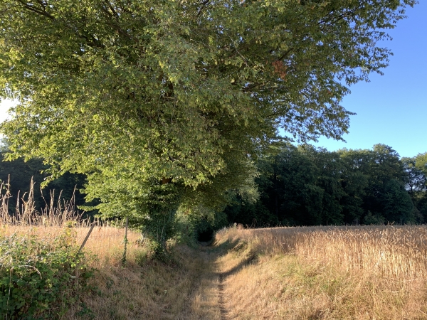 Entrée en forêt de Lyons.