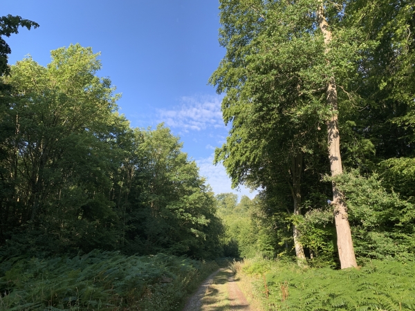 Nous suivons ici la route forestière des Sablonnières.