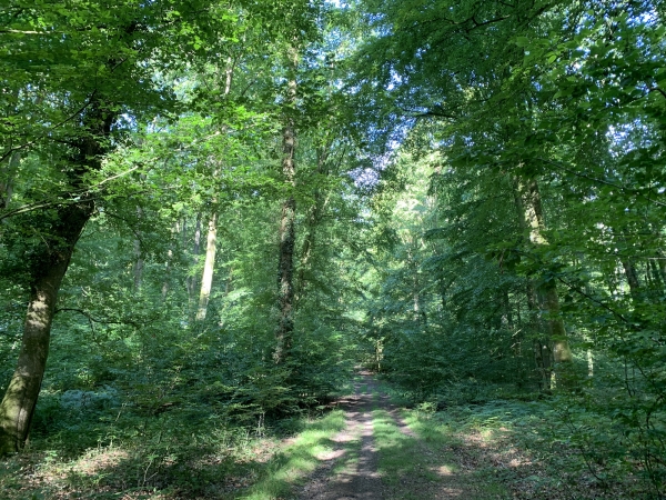 Nous marchons vers l'ouest en direction de la lisière de La Haye.