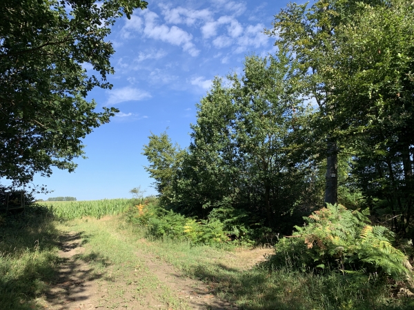 Nous voilà en lisière de La Haye, nous allons tourner à droite pour traverser la N31.