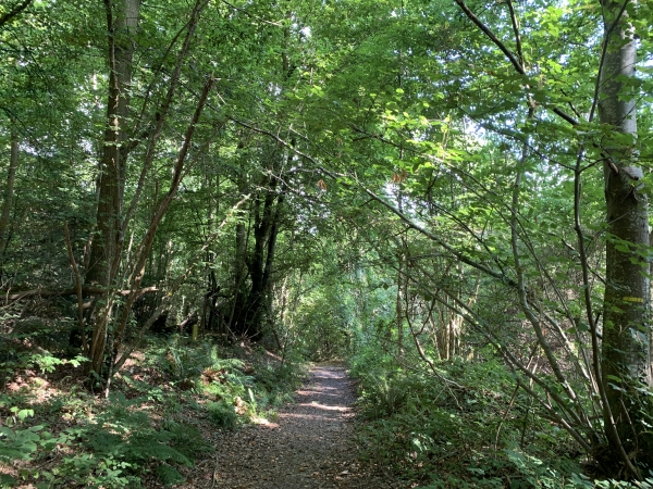 Nous traversons le bois d'Aubigny pour descendre vers St-Sulpice-de-Grimbouville.