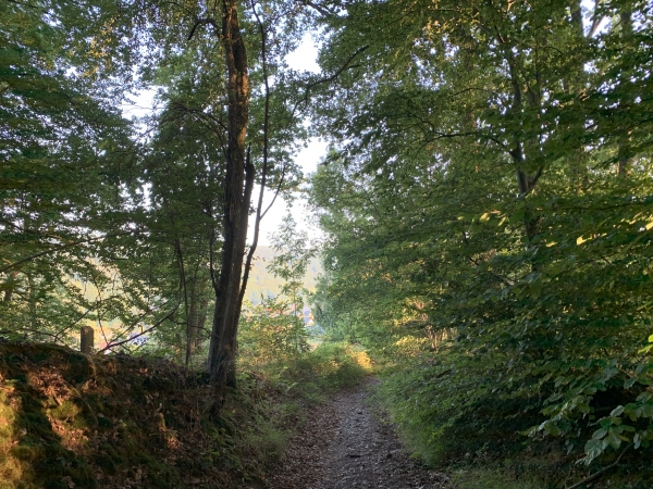 Nous descendons dans le bois Waddington en direction de la vallée du Robec.