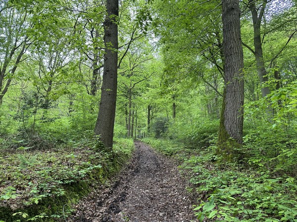 Le chemin de l'Etrille devient un vrai chemin dans le bois de l'Abbaye. L'abbaye en question est l'abbaye cistercienne de Bondeville. Elle se situait dans la vallée, au niveau de l'actuel complexe pharmaceutique.
