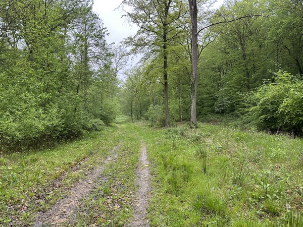 Le vallon est drainé par un fossé que l'on devine à droite. Le chemin dans le vallon est donc tout à fait praticable en période humide.