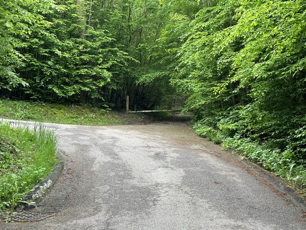 Nous quittons cette rue qui monte vers le cimetière, et allons continuer en face, dans la forêt syndicale de la Muette.