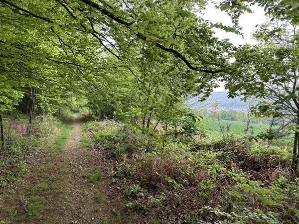 Encore de beaux chemins forestiers, avec des ouvertures sur la vallée.