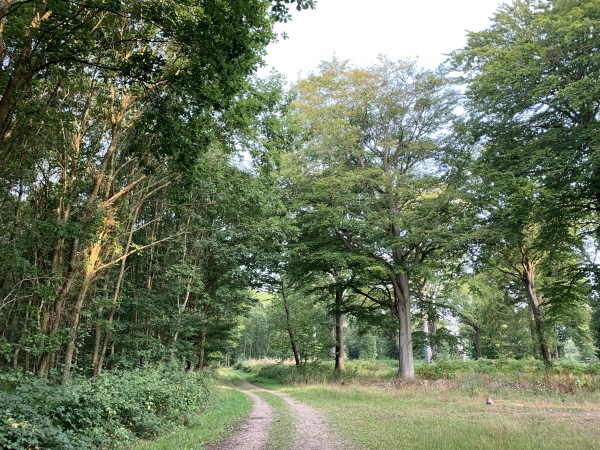 Nous traversons le bois du Val Roger, le bois de la Côte de Bondeville et le bois de la Petite Coutume pour rejoindre Le Houlme.