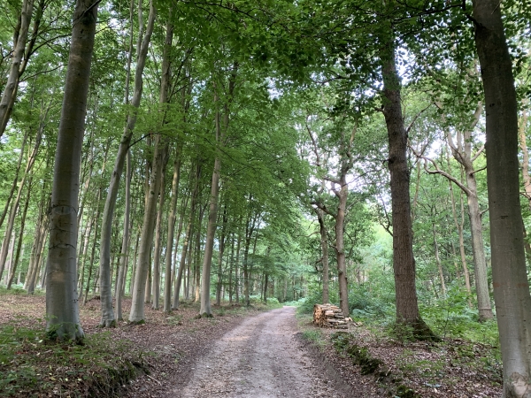 Nous traversons le Bois de l'Abbaye sur le chemin de l'Etrille en direction de St-Jean-du-Cardonnay.