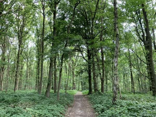 Traversée du bois de l'Abbaye, en descente vers ND-de-Bondeville.