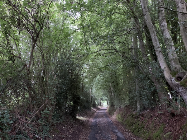 Le chemin de la Fontaine d'Aubigny nous conduit vers le château de Maillot, mais ce dernier est caché derrière la végétation.