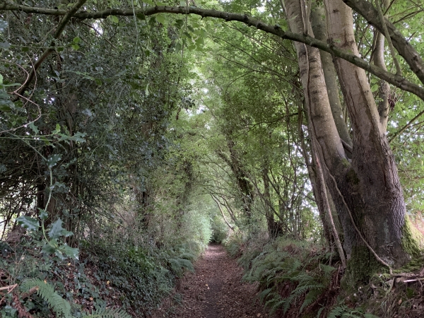 Chemin du Douet Nolent. Depuis notre départ, les chemins creux se succèdent dans des paysages de bocages parsemés de maisons normandes.