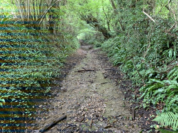 Nous avons rejoint l'ancienne route de Cormeille. Elle est praticable ici, même si elle est parcouru par un filet d'eau sur quelques mètres.