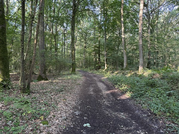 Nous traversons le bois du Roule, l'un des bois du massif forestier qui couvre le coteau nord de l'Iton.