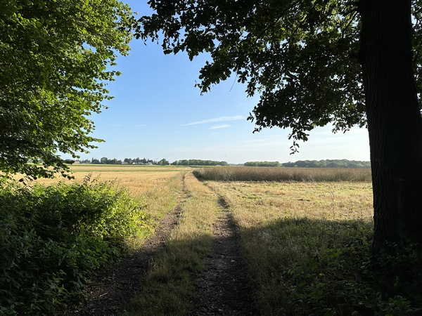 Nous sortons du bois au sommet. Nous allons prendre le premier chemin à gauche.