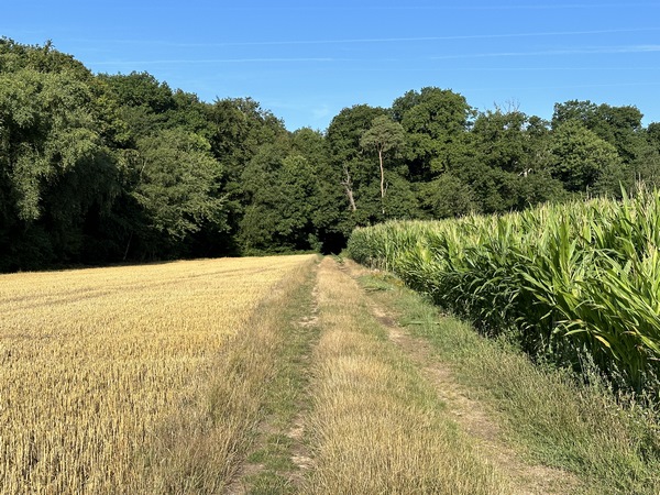 Notre chemin joue avec la lisière du bois du Roule.