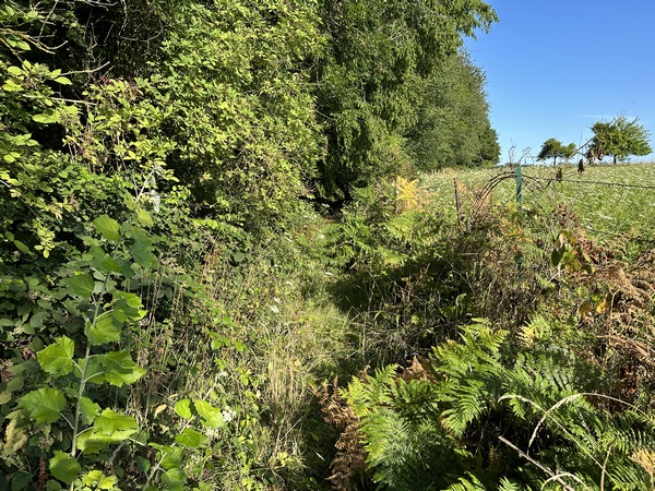 Après avoir traversé la D113, le chemin devient un simple sentier, un peu encombré par endroits. Rien de méchant.