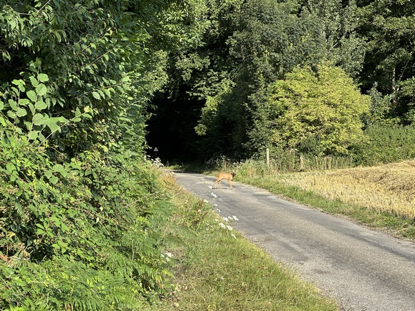 Nous débouchons sur la petite route des Landes. Route tellement calme que l'on y croise cette jeune biche !