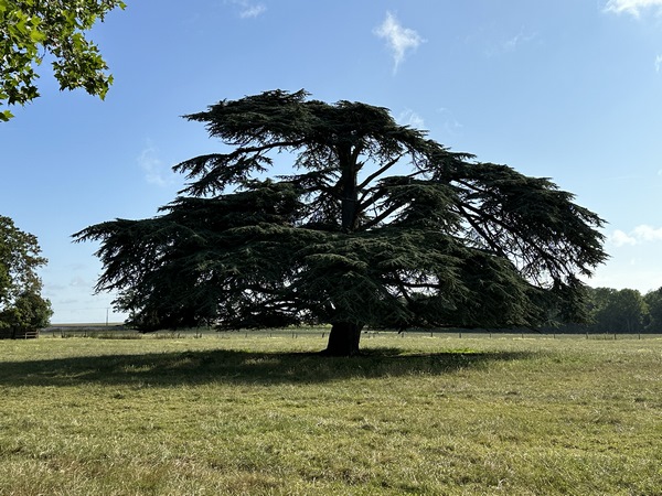 Un magnifique cèdre du Liban s'épanouit majestueusement, peu avant l'entrée dans l'arboretum.
