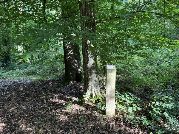 Nous entrons dans l'arboretum du domaine des Landes. Nous le traversons rapidement parce que nous le connaissons, mais dans le cas contraire, prenez le temps de le parcourir : vous y découvrirez, en plus des espèces régionales, des arbres rares dans notre région, cèdre de l'Atlas, cryptomère du Japon, hêtre du Chili, épicéa d'Orient...