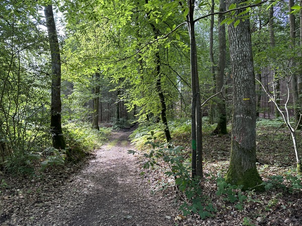 Peu après, nous quittons la petite route pour entrer dans le bois du Cœur des Bois. Nous retrouvons le balisage jaune de notre circuit.