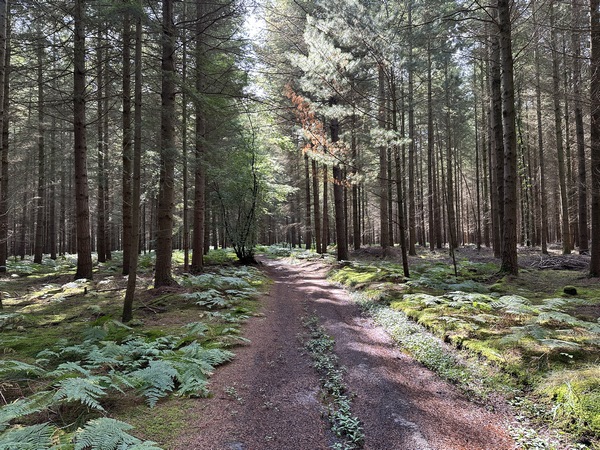 Le bois du Cœur des Bois, est essentiellement planté de conifères dont conserverons l'odeur pendant un moment.
