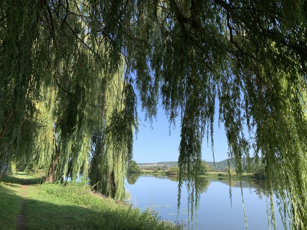 Le chemin de halage est très agréable. Nous sommes maintenant en face de l'île aux Frêles.