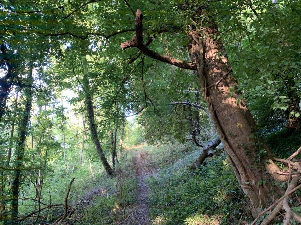 Sentier de la Barquette. En hiver, on peut voir sur la droite, dans le parc du château des Deux Lions, une folie qui permet de regarder la vallée de la Seine au-dessus des arbres.
