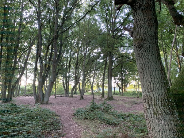 Nous restons dans le bois, et contournons le stade de Bonsecours.