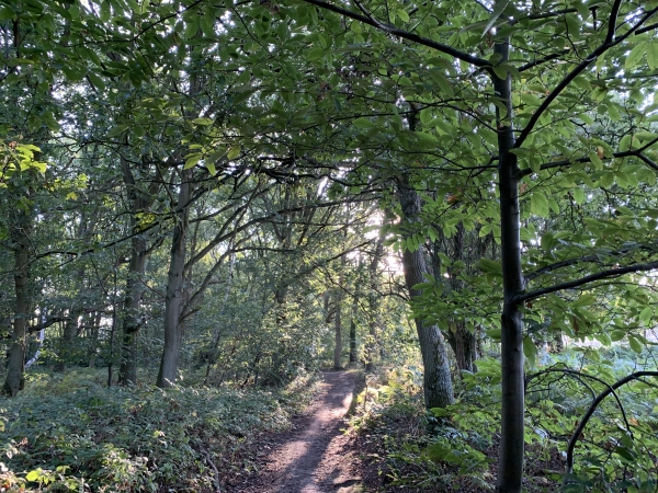 Nous sommes dans les Bois Communaux, nous allons bientôt descendre vers la vallée de l'Aubette.