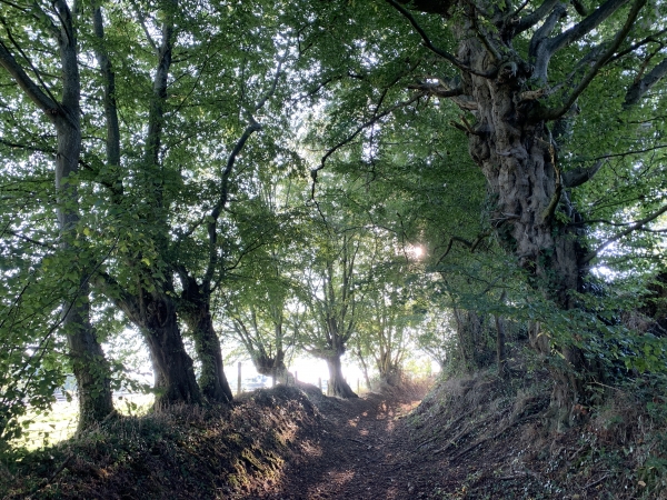 Nous montons le chemin des Gallois en direction du Haut-Durand.