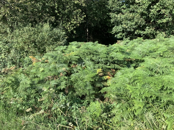 Surprise en sortant du chemin des Surets, notre chemin a disparu ! On voit bien qu'il est là avec sa trouée d'arbres, nous décidons de franchir les fougères pour le chercher derrière.
