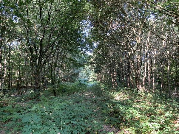 Notre chemin est tellement encombré par les ronces que nous déciderons un peu plus loin de couper à travers bois, là où les arbres empêchent le développement des ronces.