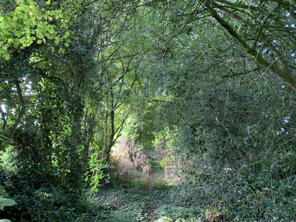 Au niveau de la Rougette, après la D21, le chemin ne semble plus être entretenu. Nous sommes pourtant sur le GRP des Forêts de Haute-Normandie. Par chance, il reste tout à fait praticable.