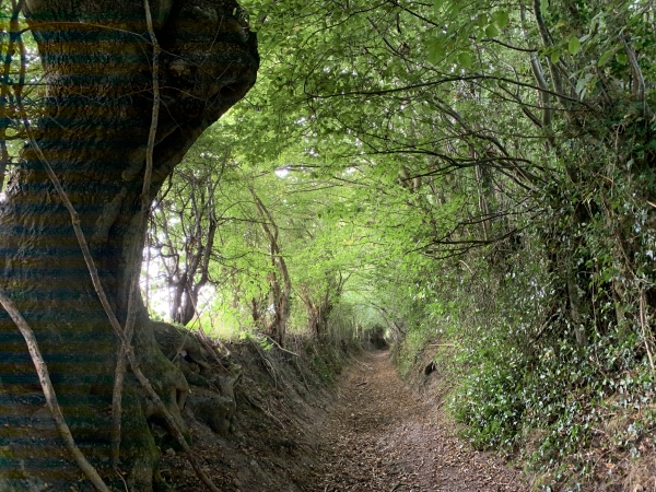 Nous montons sur le Mont Hurel. Le chemin est à nouveau splendide.