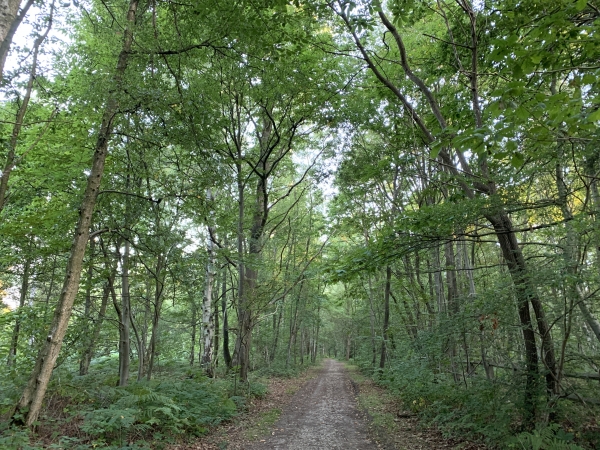Nous sommes dans le bois de l'Epinay, nous allons rejoindre l'avenue Mathilde pour traverser le carrefour des Soupirs.