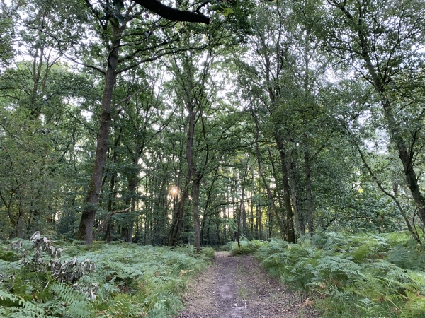 Nous arrivons dans le bois de Léon.