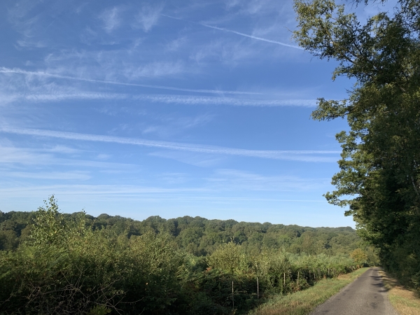 Le bois vue de la route du Bois de Léon.