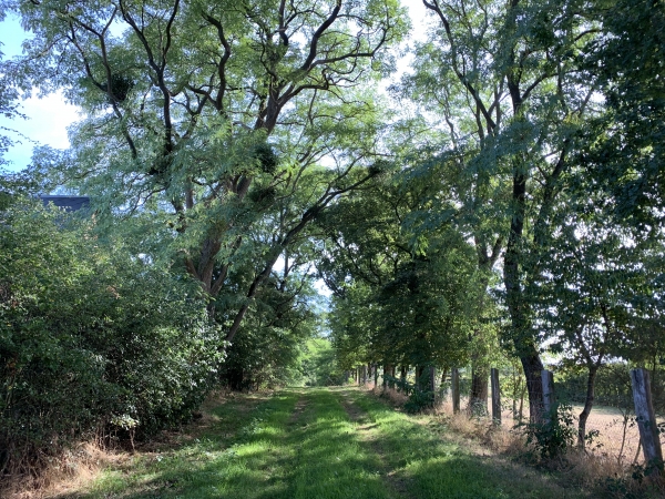 Au Pont aux Moines, nous quittons la route du Mont-du-Gâts pour suivre ce chemin Sainte Marie.