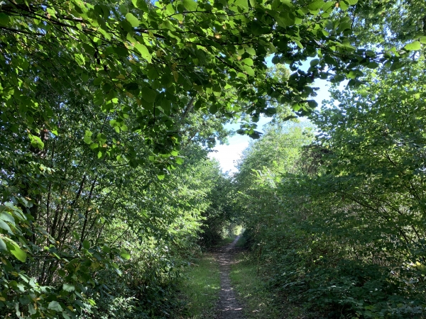 Nous suivons l'ancienne voie ferrée de Charleval à Serqueux. Aucune crainte à avoir : ce n'est pas l'Avenue Verte ! Ici l'ancienne voie ferrée est un agréable chemin ombragé.