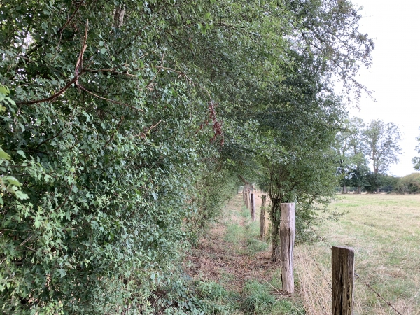 Le chemin de la Côte Blanche se retrécit le long d'un pré, mais sans que ce soit un problème.