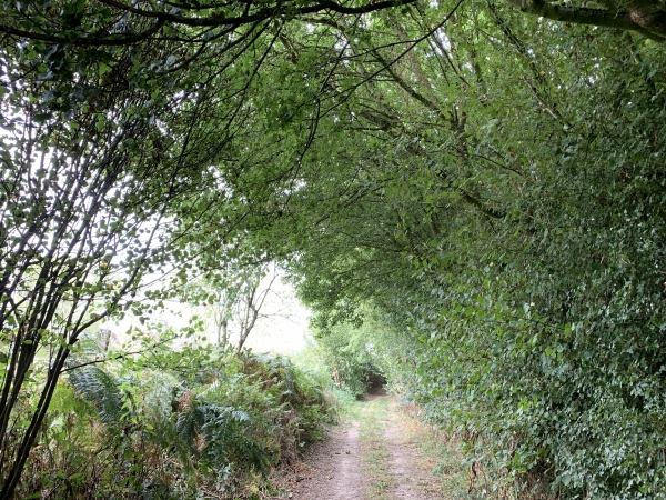 Nous sommes dans la Rue Plantée, c'est le nom de ce chemin de Bosc-Hyons.