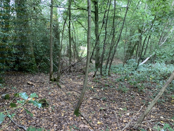 Nous sommes dans le Bois des Broches, le chemin existe bien sur la carte, mais dans la réalité un peu moins. Mais le bois est clair, aucune difficulté pour le traverser sur 140 mètres.