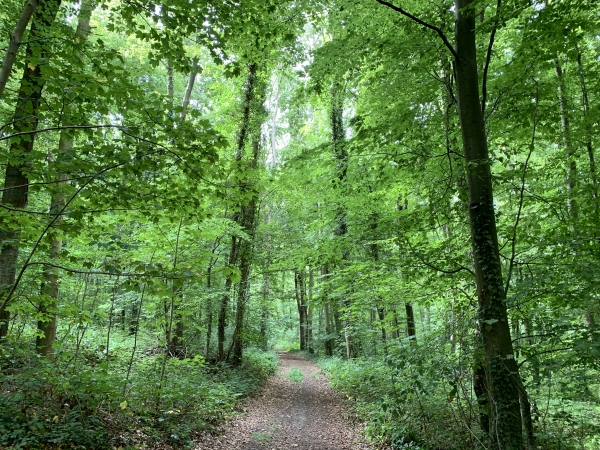 Nous entrons en forêt domaniale de Lyons par l'un des chemins qui menaient au château du Landel. Ce château a été le siège d'une verrerie aux XVIIe et XVIIIe siècles.