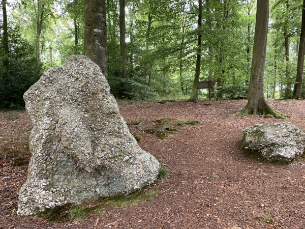 La Pierre-qui-Tourne. Renversée en 1868 par un garde forestier (qui cherchait un trésor en dessous), elle a été remise en place et consolidée par l'ONF. Elle ne tournera donc plus, inutile d'attendre. Entre la forêt domaniale et le bois de la Lande Hédia, le passage est un peu confus, suivez bien la trace GPS.