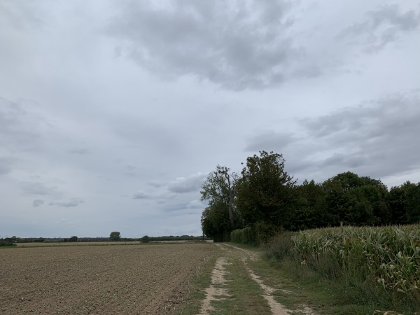 Bézancourt, la Lande Hédia.