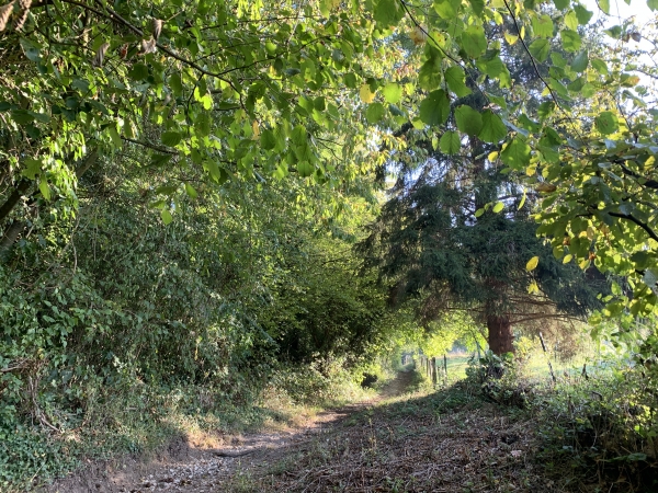 Nous longeons le Bois de la Salle pour monter sur le plateau du Haut-de-Gravenchon.