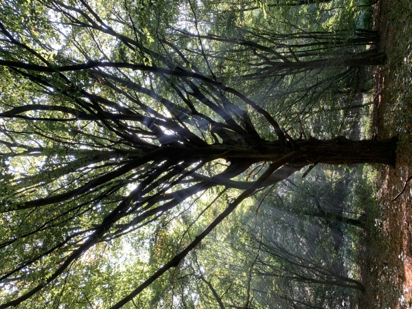 Charme impressionnant en haut du Fond des Hauts Binets (à voir, dans le bons sens, dans l'album de la rando).